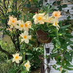 2 Apricot Mandevilla Plants Live, Mandevilla Flower Live Plants, Live Mandevilla Plant, 4 Inc to 7 Inc Tall, Mandevilla Well Rooted for Garden