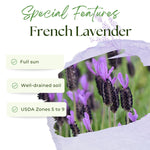 Lavender Plant Live, Purple Lavender Starter Plant 4-7'' Tall, Herb for Indoor Outdoor Planting