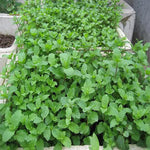 3 Spearmint Plants, Live Mint Plants, 3-5'' Tall, Herb for Outdoor and Indoor Planting