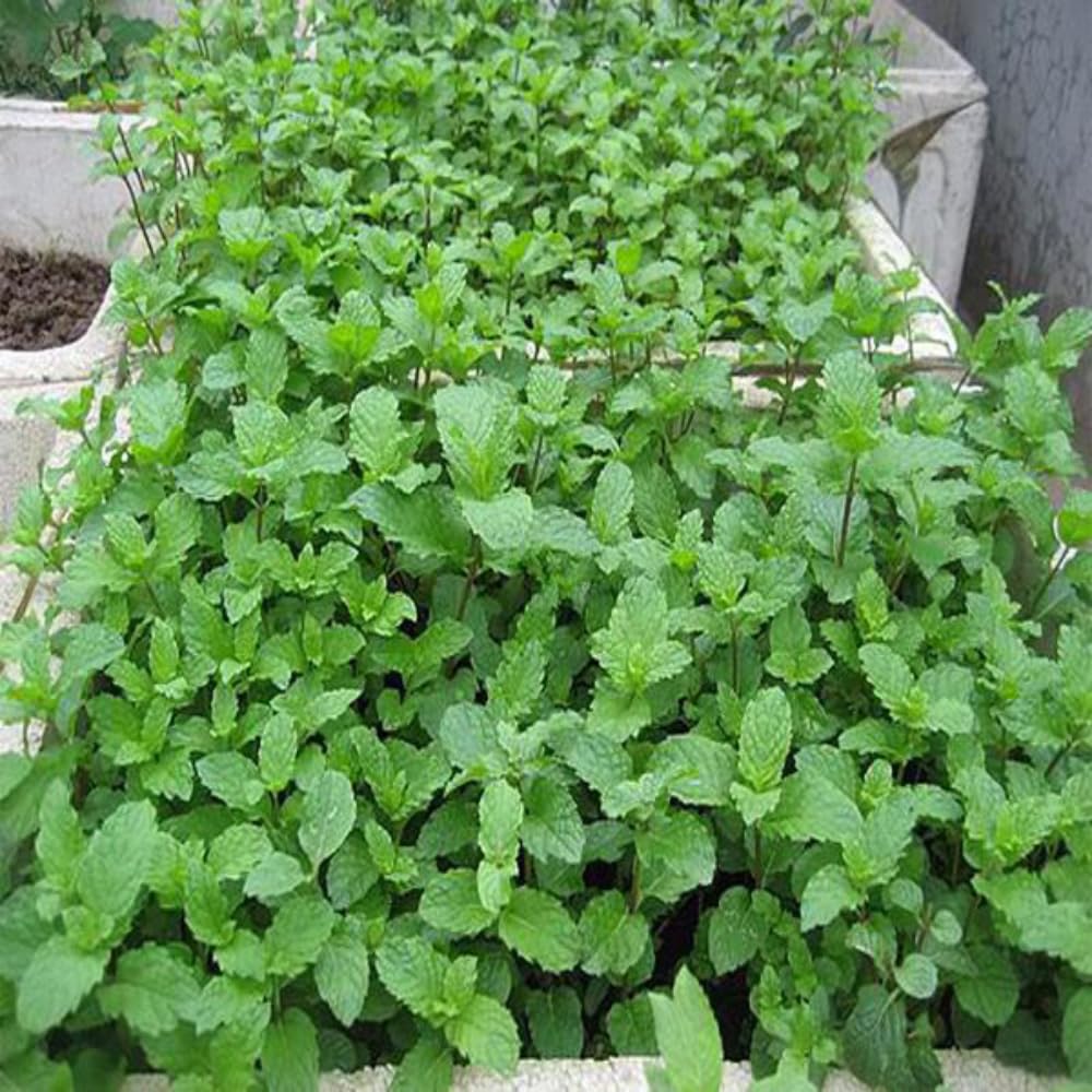 3 Spearmint Plants, Live Mint Plants, 3-5'' Tall, Herb for Outdoor and Indoor Planting