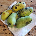 Paw Paw Tree Live Plant, Pawpaw Tree Live Plant, Quart Potted, Outdoors Garden