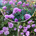 Rose Live Plant, Roses Flower Plant, Fragrant Flower for Planting, 4-6 Inches Tall, Bush Shrub Plants, Well Rooted, Ready to Grow (Orange Rose)