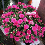 Chrysanthemum Plants Live 4 to 7 Inch Tall, Mums Live Plants, Vibrant Perennial Mum Plant for Planting in Garden (Pink)