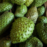 Soursop Tree Live Plant 8-10 Inches, Hardy Sweet Annona Guanabana, Live Tropical Fruit Tree for Gardening