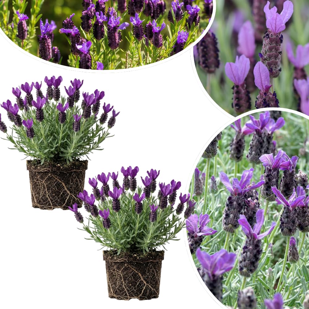 2 Spanish Lavender Plants Live for Planting Outdoor, 3-4" Lavender Live Plants for Fragrant Sun Perennial Herb