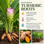 15 Turmeric Roots for Planting, Curcuma Turmeric Rhizomes for Garden, Tropical Herb Root for Outdoor Growing or Container Gardening