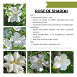 1 Rose of Sharon Live Plant 6 to 13 Inch Tall, Althea Hibiscus Plant Live, in Pot, Fragrant Hibiscus Syriacus Bush (White Rose of Sharon Bush)