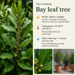 2 Bay Leaf Trees Live, Sweet Bay Laurel for Planting 4-7'' Tall, Live Fragrant Herb Plant for Indoor and Outdoor