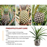 1 White Jade Pineapple Plant Live for Planting, Sweet Pineapple Fruit Tree Live Plant 5 to 8 Inch Tall, Pineapple Starter Plants