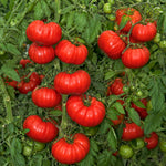2PPP Beefsteak Tomato Plants Live, Garden Vegetable Plant, 5-8'' Tall