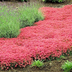 2 Red Creeping Phlox Plants Live, Ornamental Phlox Flowering Groundcover for Garden and Borders, 4 to 8 Inch Tall