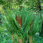 10 Lady Ferns Live Plants Outdoor, Live Ferns for Outdoors, Hardy Perennial Fern Rhizomes Roots Bare Roots