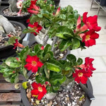 Pack 3 Desert Rose Plants Live, Adenium Desert Rose Plant Live, Perennial Flower Plants for Patio Gardening, 4-7 Inch Tall, Well Rooted, No Pot