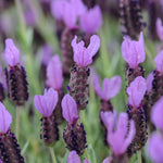 Pack 2 Lavender Live Plants 4-8 Inches, Hardy Fragrant Perennial Outdoor Herb Plant (Spanish Lavender)