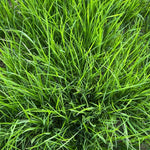 5000 Emerald Zoysia Grass Seeds, Zoysia Grass Seeds for Lawn, Dense Green Grass for Backyard and Patio
