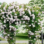 Climbing Roses Live Plants, Rose Bushes Ready to Planting, No Pot, Cut Back, Well Rooted, 6-8 Months Old (White)