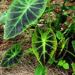Colocasia Elephant Ears Live Plant, Alocasia Plant, Esculenta Taro Live Houseplant, 5-7 Inc Tall (Dark Leaf)