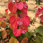 2 Redbud Trees Live Plants, Bare Roots Eastern Redbud Dormant Seedlings, Planting Spring, Cold Hardy, Zones 4-9, American Redbud Tree