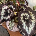 3 Packs Silver Green Begonia Angel Wing Maculata Live Plants, 5-9 Inch Tall, Indoor Outdoor Polka Dot Begonia