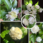 Grand Duke Jasmine Live Plant in Half Gallon Pot, Fragrant Flowering Jasmine, Well Rooted, Indoor Outdoor Planting