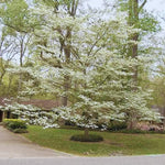 White Dogwood Tree Live Plant in Quart Pot, 6 to 12 Inc Tall, Live White Flowering Dogwood Trees Shrubs for Planting Outdoors