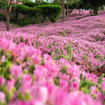 100+ Creeping Thyme Seeds, Pink Creeping Thyme Seeds Ground Cover for Landscaping, Vibrant Blooms Garden Seed