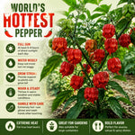 Set 2 Pepper Plants Live for Planting, Hot Chili Pepper Plant, 4-6 Inc Tall, Live Vegetable Plants for Indoor Outdoor Growing