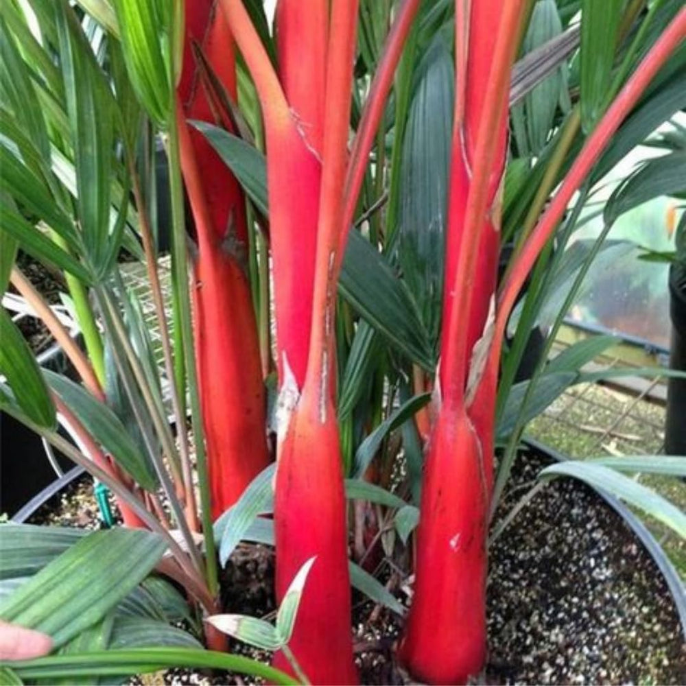 Live Palm Tree Plant in 3 Gallon Pot, No CA, Large Fully Rooted Size, Ready to Plant for Home Décor Indoor Outdoor Landscape, Rare Palm Trees, Red Crownshaft Palm