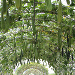 Loofah Sponge Gourds Live Plant for Planting, Luffa Plant from 4 to 6 Inches Height, 2 Plants in Pot, Climbing Annual Vine, Ready for Planting