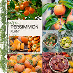 Persimmon Tree Live Plant, Persimmon Fruit Trees Live Plant, Quart Pot