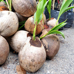 Green Coconut Tree Live, Sweet Edible Fruit for Outdoor Gardening, Live Sprouted Coconut from 6 to 8 Inch Tall, Ready for Planting in Zones 10-11