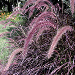 2 Red Purple Fountain Grass Plants Live for Planting, Ornamental Grass Live Plants, 5-9 Inch Tall, Purple Grass Indoor Outdoor