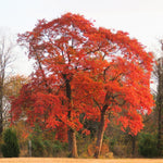 Sassafras Live Tree, 1-2 Feet Tall, Deciduous Landscape Tree