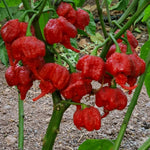 Pack 4 Red Carolina Reaper Pepper Plants Live, 75 Days Old Pepper for Planting, Super Hot Pepper Live Plants for Growing, 5 to 9" Tall Fast Growing