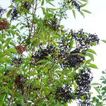 Black Elderberry Plant Live, Berry Shrub, 2-3 Ft Tall