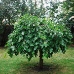 Mulberry Plant Live for Planting 5 to 8 Inch Tall, Sweet Mulberry Fruit Tree, Mulberries Seedling (Dwarf Mulberry)
