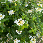 Live Lantana Plant, Perennial Lantana, Vibrant Flower Colors, 4 Inch Pot for Indoor or Outdoor Planting (White Flowers)