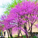 Set 4 Eastern Redbud Live Trees, 6-12 Inches Tall, Bareroots Dormant, Hardy Ornamental Flowering Tree for Garden Landscape