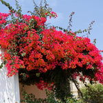 Set 2 Red Pink Bougainvillea Plants Live, Flowering Bougainvillea Vine 4-8 Inches Tall, Climbing Plant for Outdoor Garden and Trellis