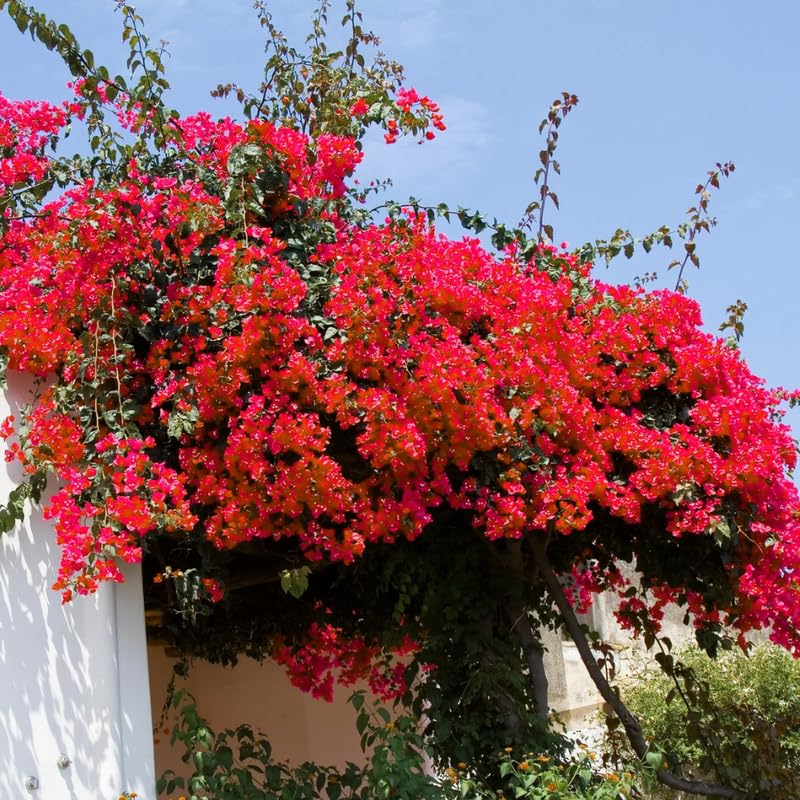 Set 2 Red Pink Bougainvillea Plants Live, Flowering Bougainvillea Vine 4-8 Inches Tall, Climbing Plant for Outdoor Garden and Trellis