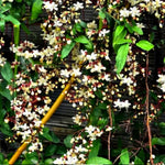 Smithianum Light Wallichii Clerodendrum Plants Live, Starter Size 5-9" in Tall, White Blooms Planting Ornaments Perennial Gardening, Spring Bloom