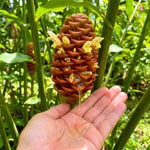 Zingiber Zerumbet Shampoo Ginger Plant Live 4-7'' Tall, Hawaiian Ginger Lily Rhizomes, Pinecone Gingers for Outdoor Garden
