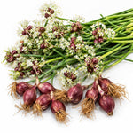 Set of 10 Walking Onion Bulbs, Egyptian Walking Onions Bulbs for Planting
