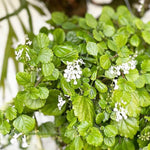 Yunaksea 1 Pot Swedish Ivy Plant Live, Plectranthus Swedish Ivy Mint Herbs, 4" Pot Indoor Outdoor Home Garden