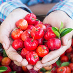 Barbados Cherry Tree Live Plant for Planting, 4-8 Inch Tall, Acerola Barbados Cherry Plant Live, No Pot