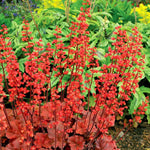 2-Pack Live Heuchera Coral Bells Plants, Brown, Orange, Pink, Red Leaves, Vibrant Indoor Outdoor Planting