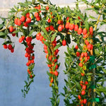 03 Goji Berry Trees Live Plants Bush, 4 Months Old 3-6” Tall, Cold Hardy Berry Plant for Outdoor Planting, No CA