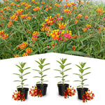 4 Red Milkweed Plants Live 4-9 Inc Tall, Tropical Milkweed Plants Well Rooted, Outdoor Growing