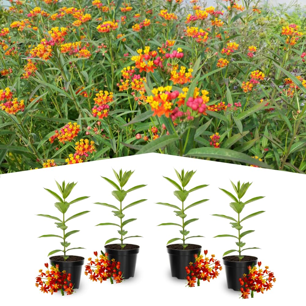 4 Red Milkweed Plants Live 4-9 Inc Tall, Tropical Milkweed Plants Well Rooted, Outdoor Growing