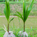 Green Coconut Tree Plant Sprouted, Coconut Plant Live, 6 to 8 Inc Tall, Tropical Plant Live Gardening Outdoor